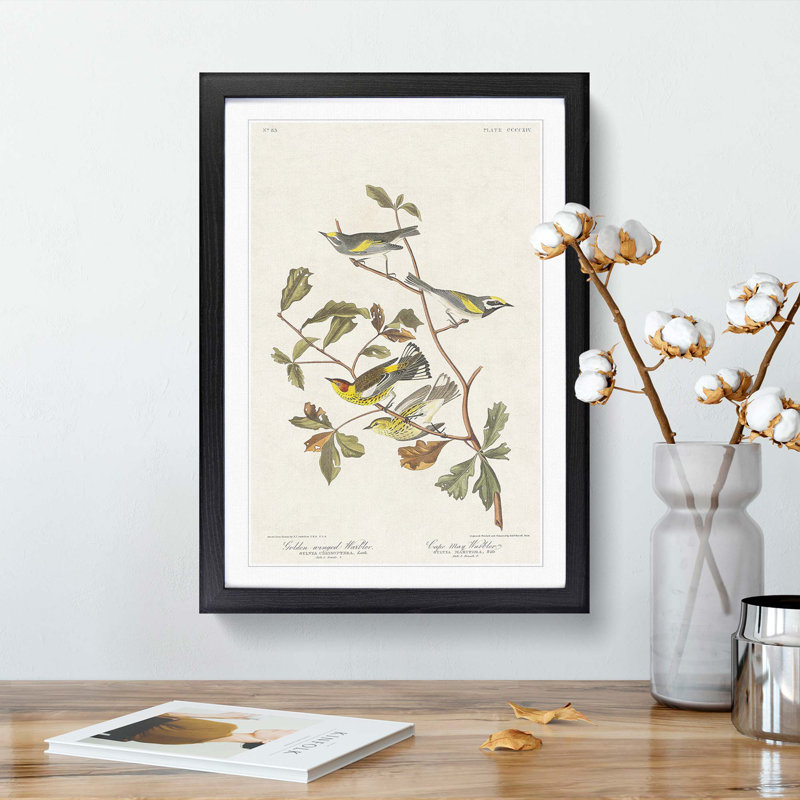 Warbler Birds by John Audubon - Picture Frame Painting Print, Black Framed, 65cm H x 48cm W x 2cm D