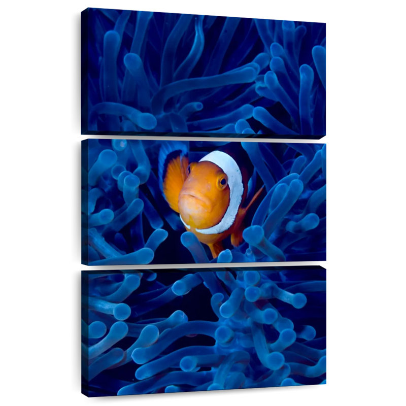 Poisson-clown Brampt Blue Anemone, H 38 po x l 24 po