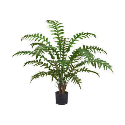 Fern Plant