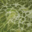 Polyester abstrait tissé à la machine intérieur / extérieur Tinatin en vert-107212655