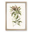 Mountain Laurel Flowers by Mark Catesby - Framed Print-55725995-55726001