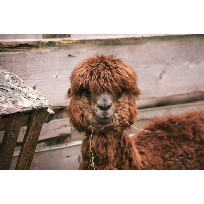 Portrait d'alpaga - Photographie sur toile tendue