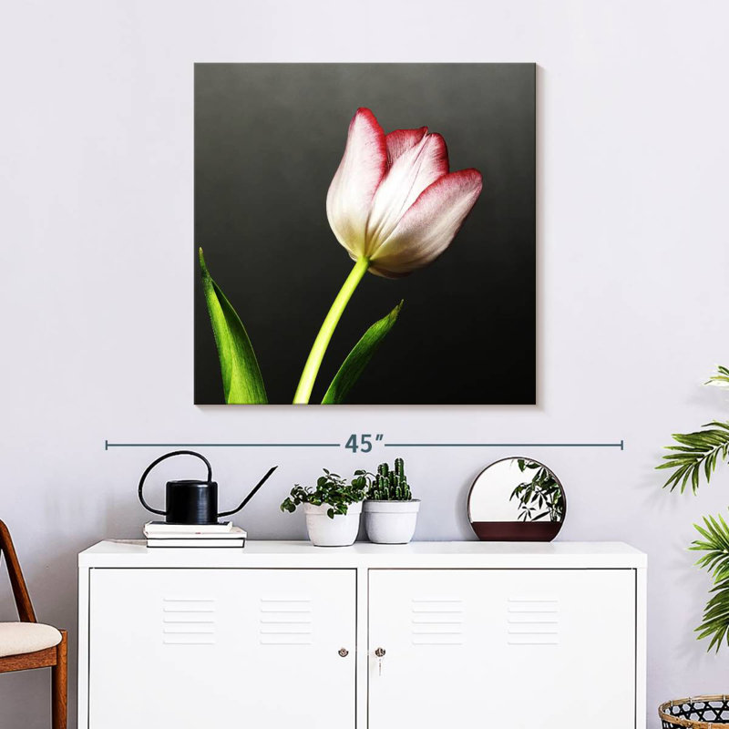Harnek Red Tipped White Tulips