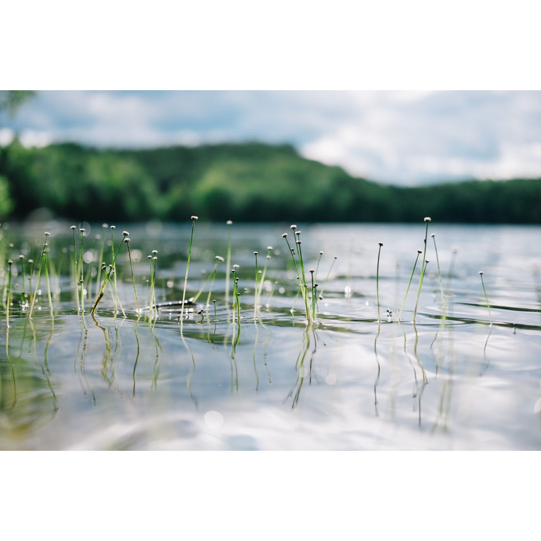 Wasserpflanzen über dem See Makro von Mustafahacalaki - Kunstdrucke ohne Rahmen auf Leinwand