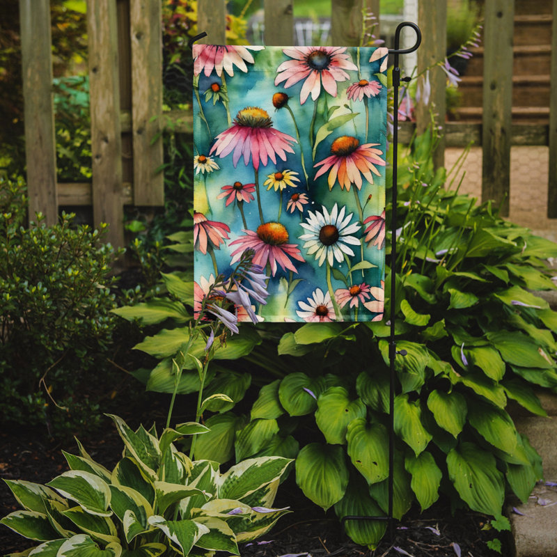 Drapeau d'hypericum ou de millepertuis, Coneflowers