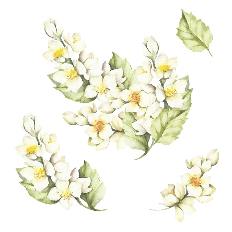 " Sprig Of Jasmine " Painting Print, 12" H x 12" W