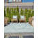 Oriental Indoor / Outdoor Rug