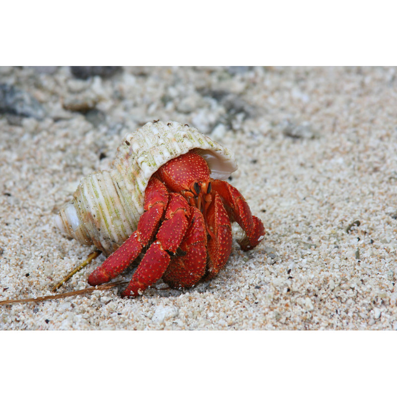 Crabe - Photographie sur toile tendue, H 8 po x l 12 po