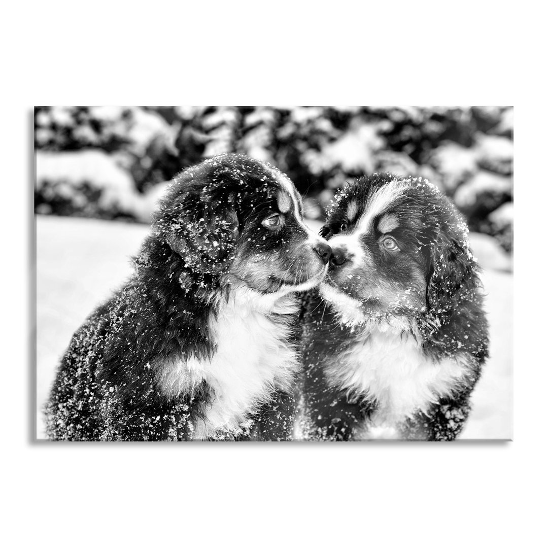 Ungerahmtes Foto auf Glas "Bernese Mountain Dog Puppies"