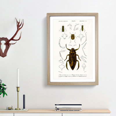 Beetle Illustrations PL.4 by Charles D'Orbigny - Single Picture Frame Print