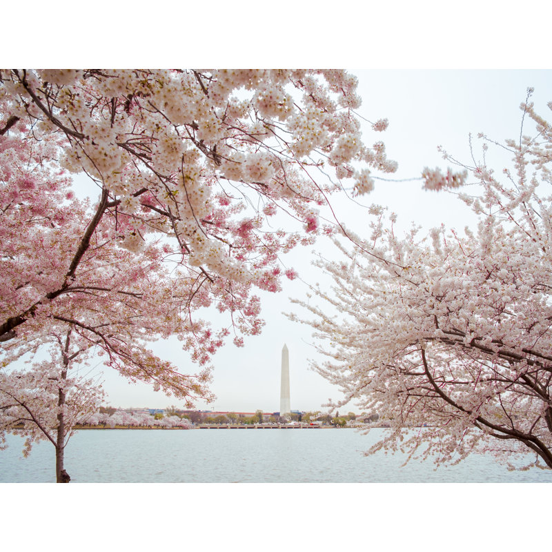 Full Bloom Ii Print by Scott Wurzel, Black Framed Paper, 16" H x 20" W