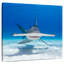 Requin-marteau d'Albern nageant-109220849