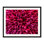 Pom Pom Chrysanthemum Purple Print by Harold Davis