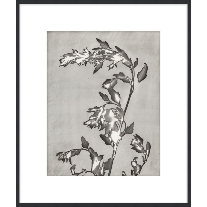 Lucent Botanicals 3 Print by Darrell Kincer, 28.5" H x 25.5" W
