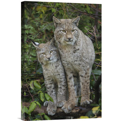 " Lynx Mother With Cub, Bavarian Forest National Park, Bavaria, Germany "