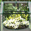 Brejon Raised Garden Bed with Mini Greenhouse-823436138-823426732
