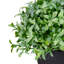 Buis artificiel vert en pot 7,5 po
