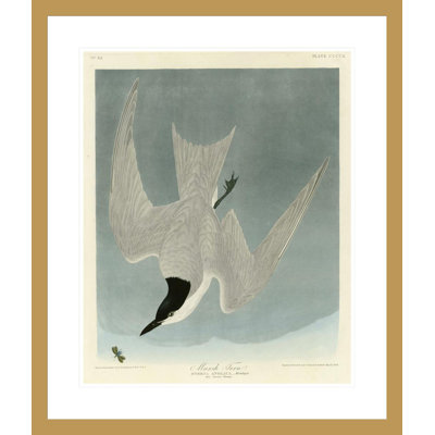 Marsh Tern par John James Audubon, impression giclée sur cadre