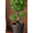 Topiary In Pot