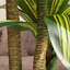 Arbre Dracaena de 6 pi Adcock-122512141