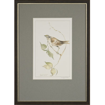 Sparrow Print by Daughdrill
