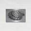 " Scallop 3 " by Debra Van Swearingen-1416050504