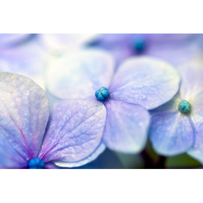 Purple Flowers - Wrapped Canvas Print