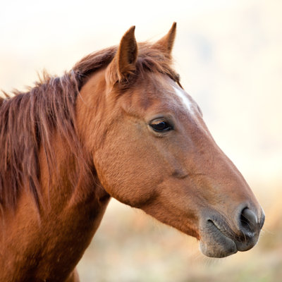 Tête de cheval isolée au coucher du soleil par Lukatdb