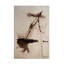Art sur toile, bolologic Frederic Belaubre Icare-103094888