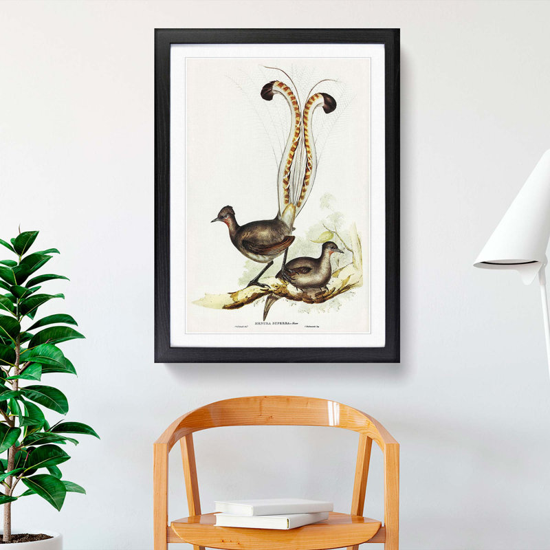 Lyrebird by Elizabeth Gould - Picture Frame Painting Print, Black Framed, 36cm H x 27cm W x 2cm D