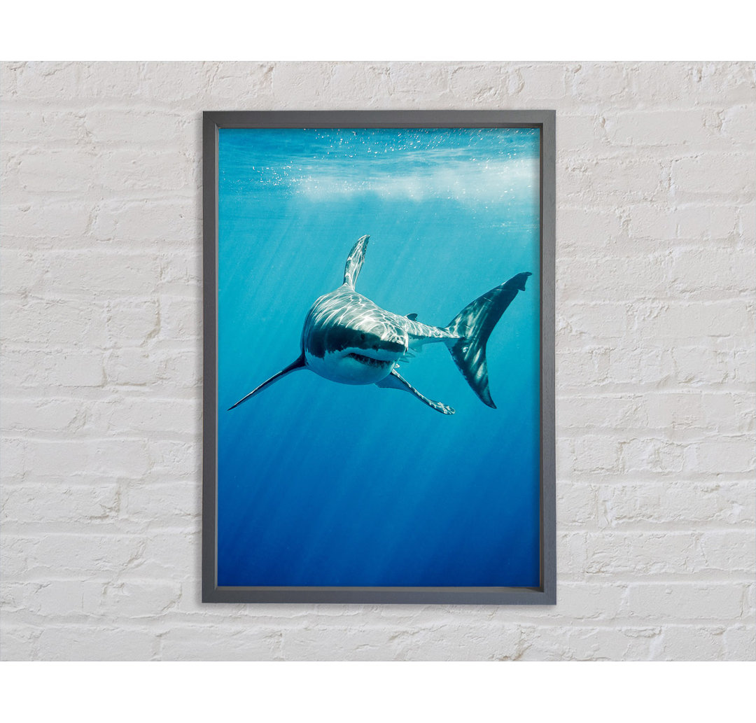 Shark Smile - Einzelner Bilderrahmen Kunstdrucke auf Leinwand