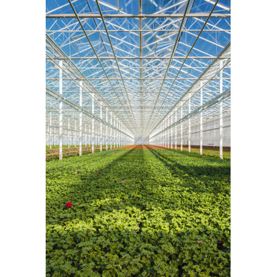 Geranium Plants In A Greenhouse - Wrapped Canvas Print