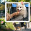 Foldable Pet Jogger Stroller