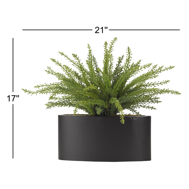 Heather de plantes en pot