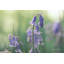 «Bluebell» par Martin Podt - impression-1730598177-1699502612