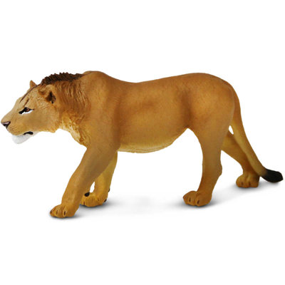Adolescent mâle lion