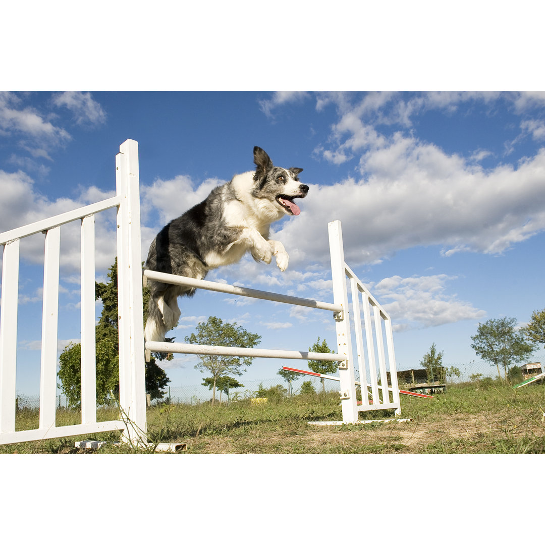 Leinwandbild Jumping Border Collie