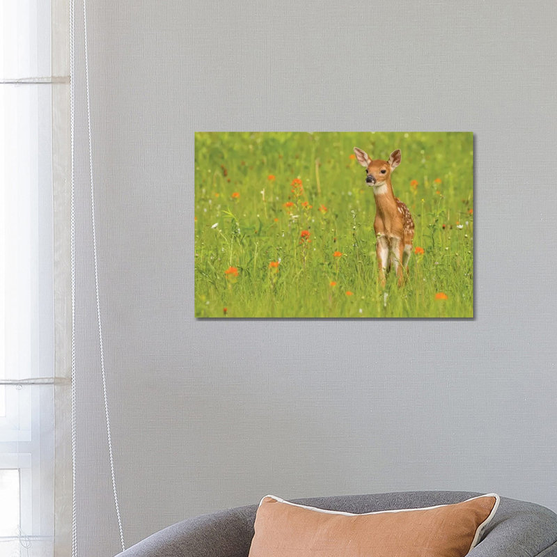 Pine County. Captive Fawn. by Jaynes Gallery - Wrapped Canvas Gallery-Wrapped Canvas Giclée, 45.72cm H x 66.04cm W