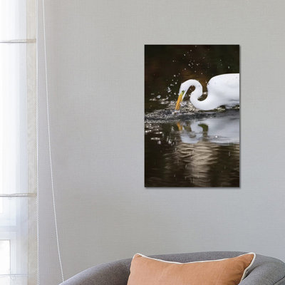 Great Egret Foraging, Los Osos, California by Jaymi Heimbuch - Wrapped Canvas Print