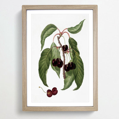 Hard-fleshed Cherry Tree by Giorgio Gallesio - Picture Frame Painting Print