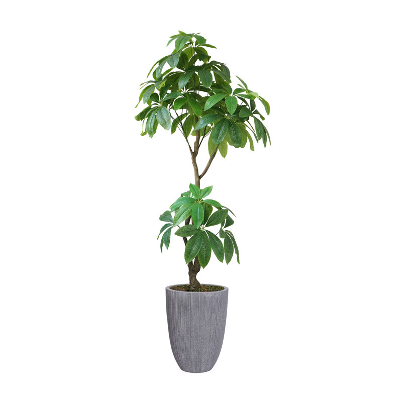 Pachira Aquatica 83,1 po en pot