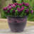 Ranson Pot Planter-793274960-762102452