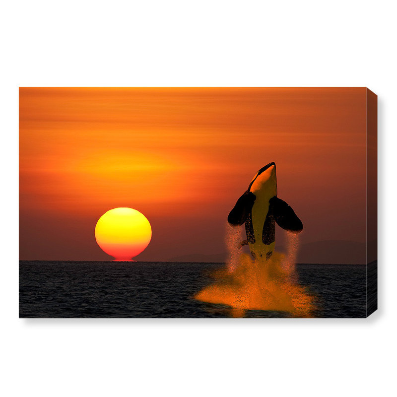 «Breaching Orca» par David Fleetham - reproduction de photo sur toile, H 10 po x l 15 po x P 1,5 po