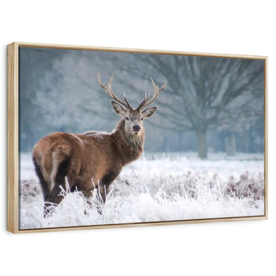 Cerf Stare