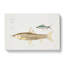 Carp Fish Illustrations by John Edward Gray - Wrapped Canvas-55371573