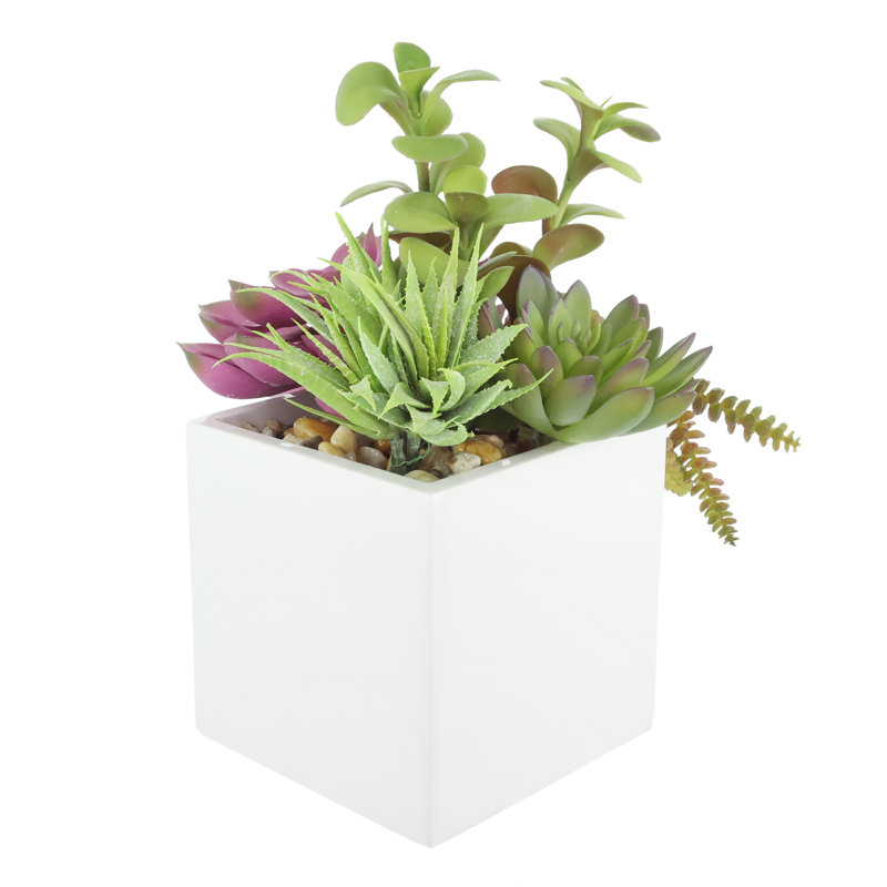 Aloès et succulents Echeveria dans un pot en fibre de pierre