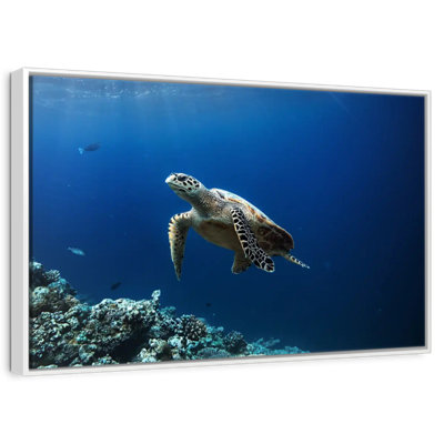 Turtle Adventure