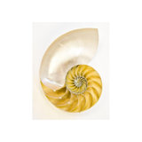 Coastal Objects I Print by Barclay Butera