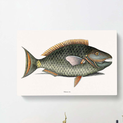 Parrot Fish by Mark Catesby - Wrapped Canvas