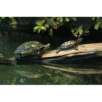 River Cooter and Eastern Turtle - Photographie sur toile tendue